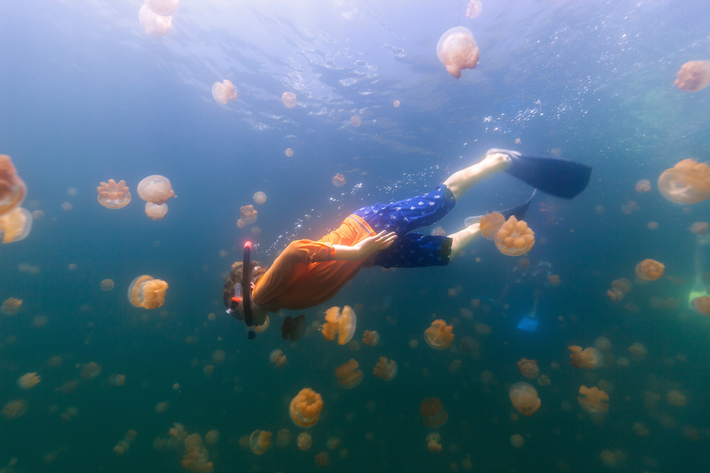 bambino nuota tra le meduse