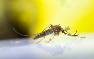 virus zika