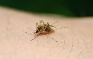 Punture di Insetti e Morsi di Animali - Cosa fare e non fare